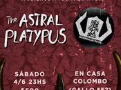 Desvergonzados Astral Platypus vivo