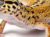 Todo sobre Gecko Leopardo