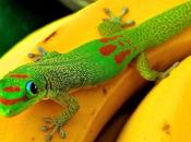 Gecko Diurno Dorado. (Phelsuma laticauda)
