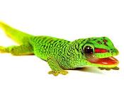 Gecko Diurno Madagascar (Phelsuma Grandis)