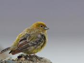 Jilguero austral (Sicalis lebruni)