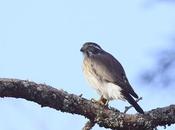 Halconcito gris (Spiziapteryx circumcincta)