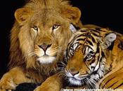 Curiosidades leones