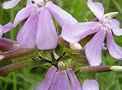 Saponaria
