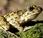 Sapillo moteado común (Pelodytes punctatus) Aragón Common Parsley