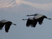Tendidos eléctricos problemática avifauna aragón