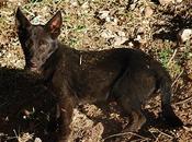 Cachorrita vive acequia!!