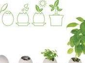 Plantas Huevo