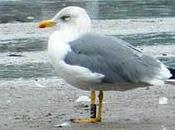 Historias gaviotas: gaviota patiamarilla