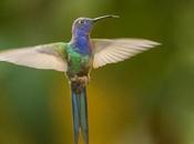 Picaflor tijereta: colibrí grande Uruguay
