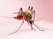 Programa vigilancia control mosquitos hermanas