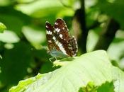 Entama branu caparines