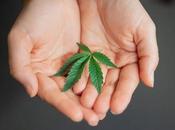 ¿Aceite cáñamo CBD?