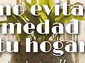 Cómo Evitar Humedad Hogar