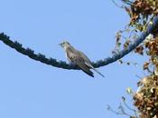 increíble periplo cuco