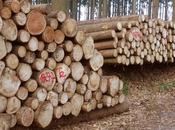 madera materiales sostenibles