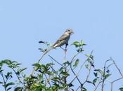 Dispersión alcaudón común