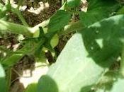 tomates pulgones