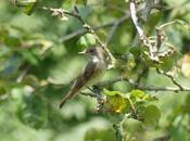 Buena migración papamoscas gris