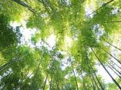 ¿Cómo regenera bosque tras incendio?