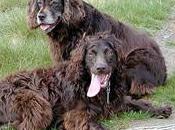 Boykin Spaniel
