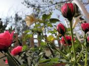 Rosas Siempre