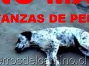 "Matanza brutal perros Joaquín"