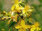 Reparar piel Hipérico.