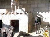 Detenidos presuntos ladrones galgos hornachos, badajoz