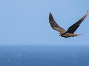 toca volar