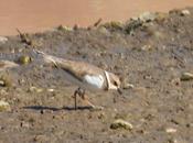 Charadrius dubius