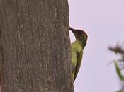 Picus viridis