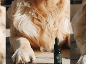 Ducreams: animales cannabis, como solución natural para afecciones mascotas