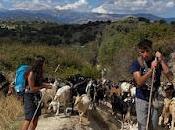 Javier, pastor llevó rebaño cabras Universidad.