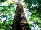 Conoce árbol alto Amazonas