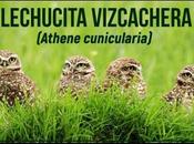 Vídeo: Lechucita vizcachera