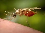 dosis única fármaco experimental protege malaria