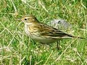 Bisbitas pratenses depredadores