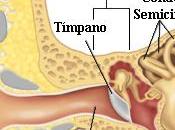 Cómo funciona oído