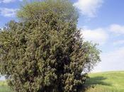 Árboles singulares Huesca Enebro Algarrofales (Barbastro)