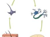Conseguir neuronas partir células epiteliales
