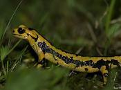 ayuno forzado salamandras