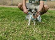 Chiro, precioso perrito tamaño peque adopción.