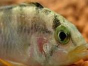 Pandurini
