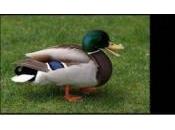 ¿Eres Pato Águila decides…?