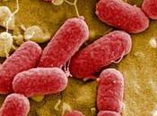 Estas bacterias peligrosas para humanidad