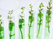 Esta planta modificada genéticamente actúa como plantas interior