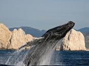 Cabos, mejor destino mexicano para avistamiento ballenas