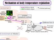 Identifican neuronas regulan temperatura mamiferos