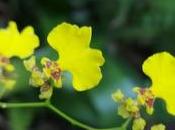 Flor patito